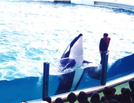 地球生物会議alive 名古屋港水族館のシャチの購入に異議あり A